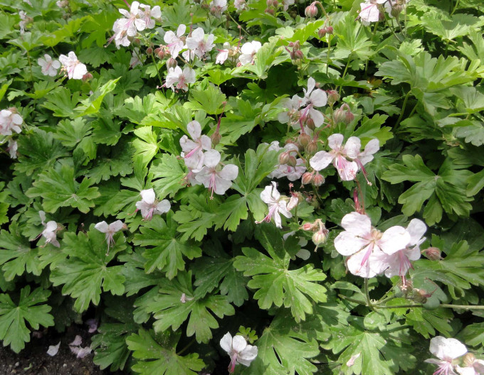 Geranium Lohfelden