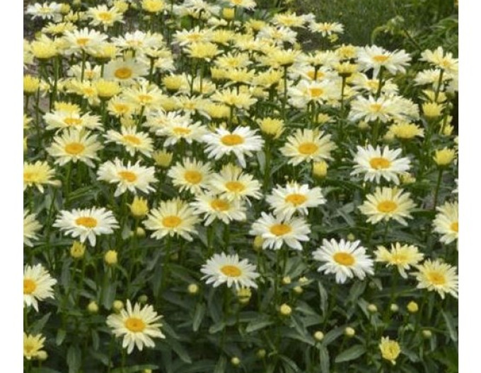 Leucanthemum ´Ooh La Lacreme´