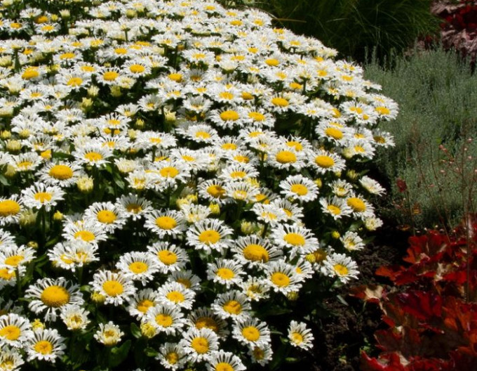 Leucanthemum ´Ooh La Lacreme´