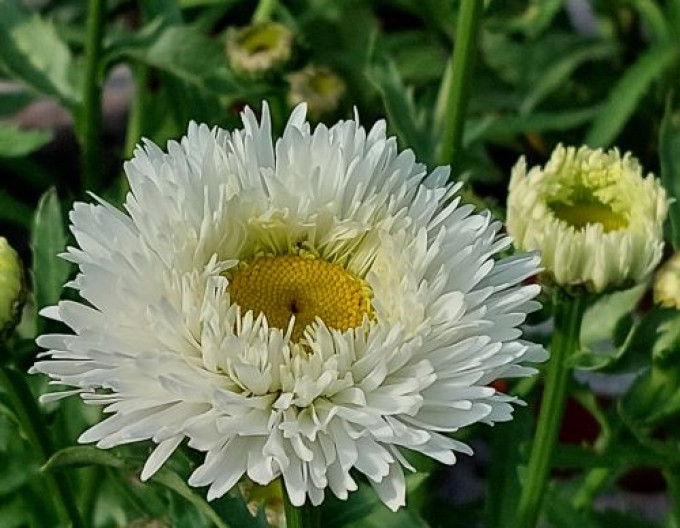 Leucanthemum ´Ooh La Laspider´