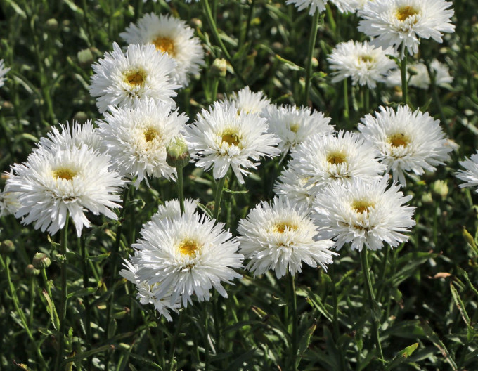 Leucanthemum ´Ooh La Laspider´