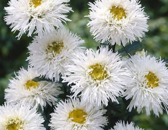 Leucanthemum ´Ooh La Laspider´