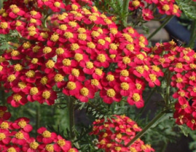 Achillea´Paprika´ 1l