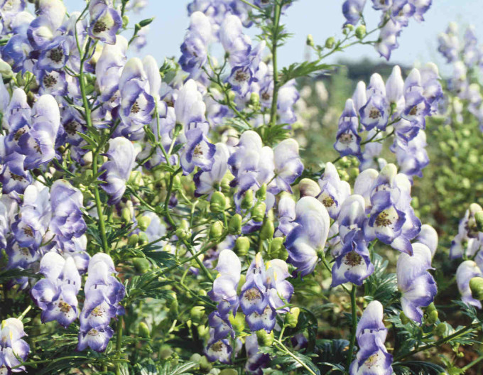 Aconitum ´Cloudy´