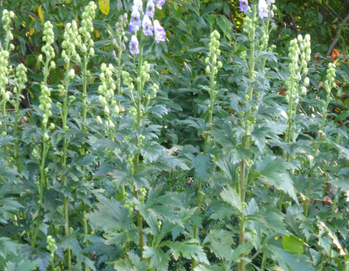 Aconitum ´Cloudy´
