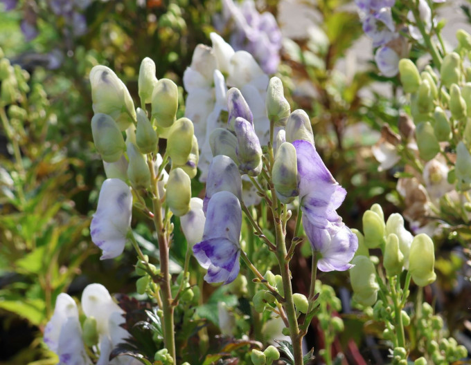 Aconitum ´Cloudy´