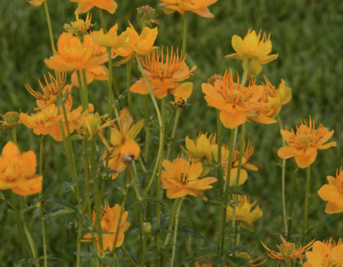Trollius ´Golden Queen´