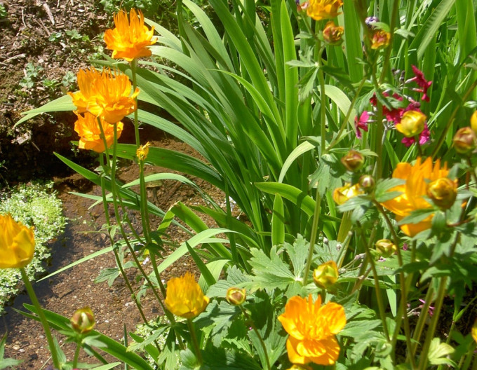 Trollius ´Golden Queen´