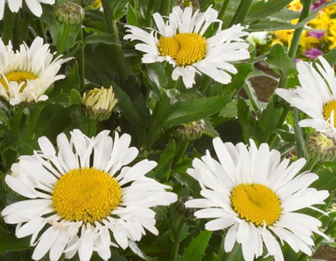 Leucanthemum ´Ooh La Lagrande´