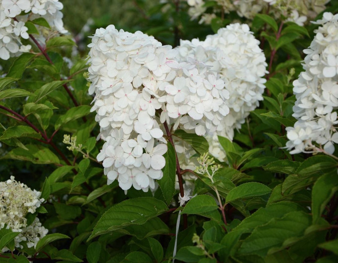 Hortensia "Grandiflora