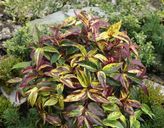 Leukote walteri RAINBOW