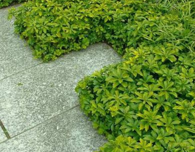 Pachysandra ´Green Carpet´