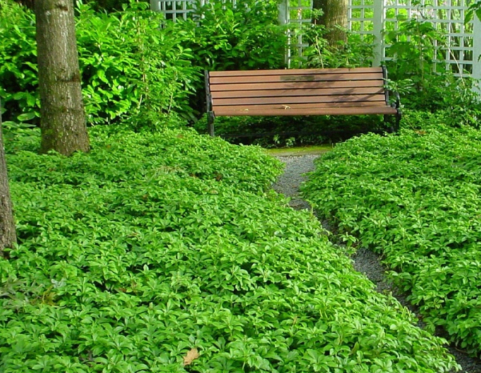 Pachysandra ´Green Carpet´