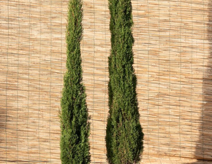 Cupressus ´Totem ´ 7L