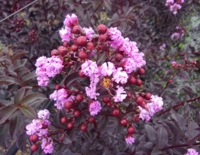 Lagerstroemia ´BLACK SOLITAIRE Purely Purple´
