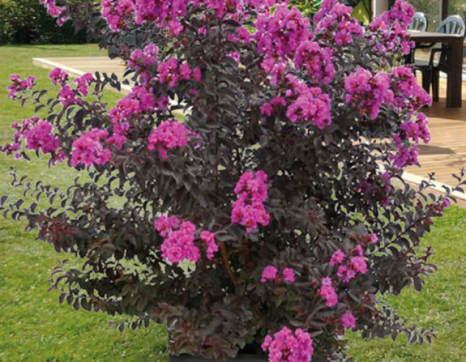 Lagerstroemia ´BLACK SOLITAIRE Purely Purple´