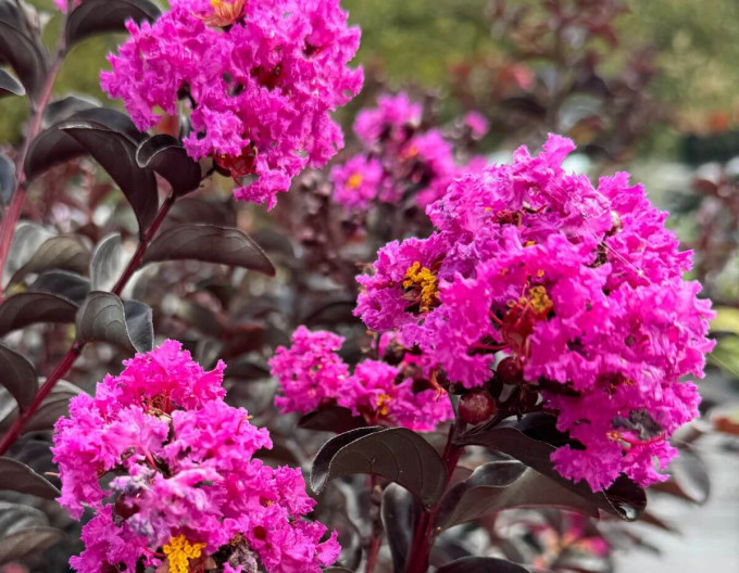 Lagerstroemia ´BLACK SOLITAIRE Purely Purple´