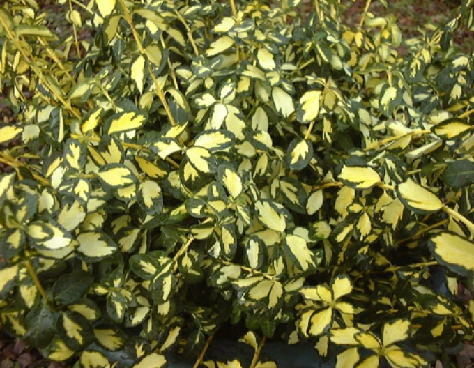 Salbă japoneză Fleur de lis Blondes