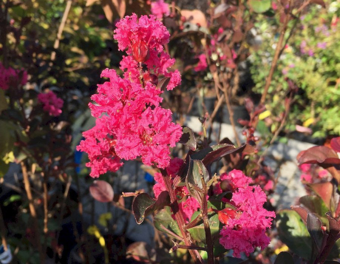 Lagerstroemia Pink Velour