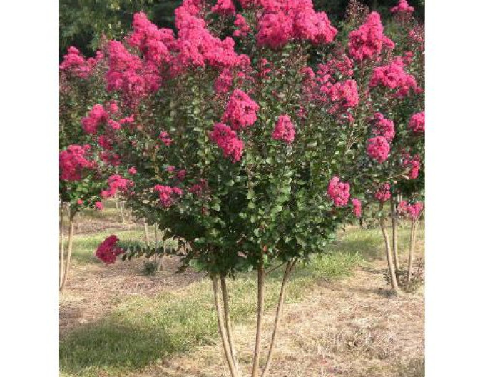 Lagerstroemia Pink Velour