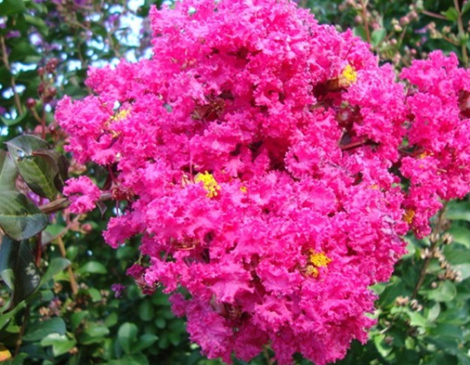 Lagerstroemia Pink Velour