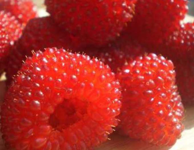 Raspberry-Spring