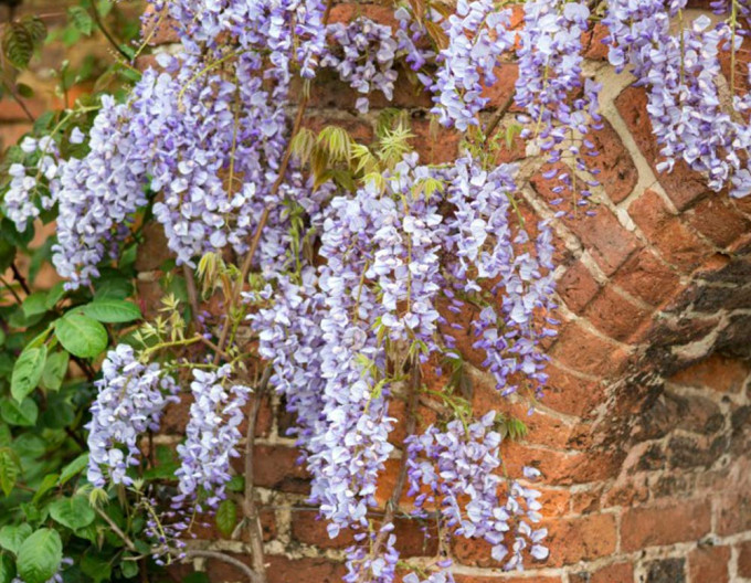 „Glicină„Wisteria înflorită Issai