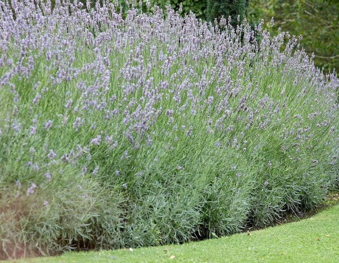 Lavanda "Grosso" 1L