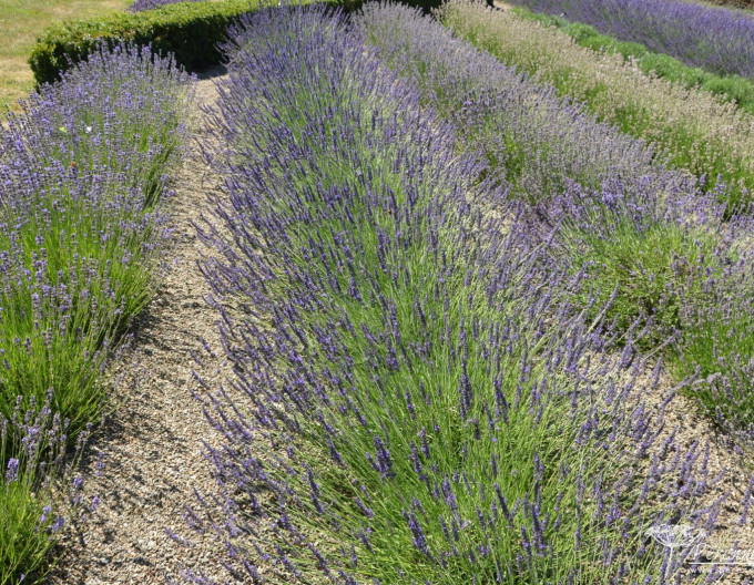 Lavanda "Grosso" 1L