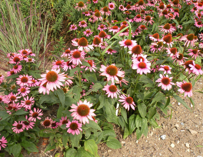 Echinacea purpurea ´Feeling Pink´
