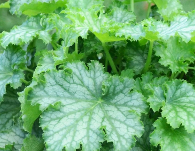 Heuchera Lime Swizzle