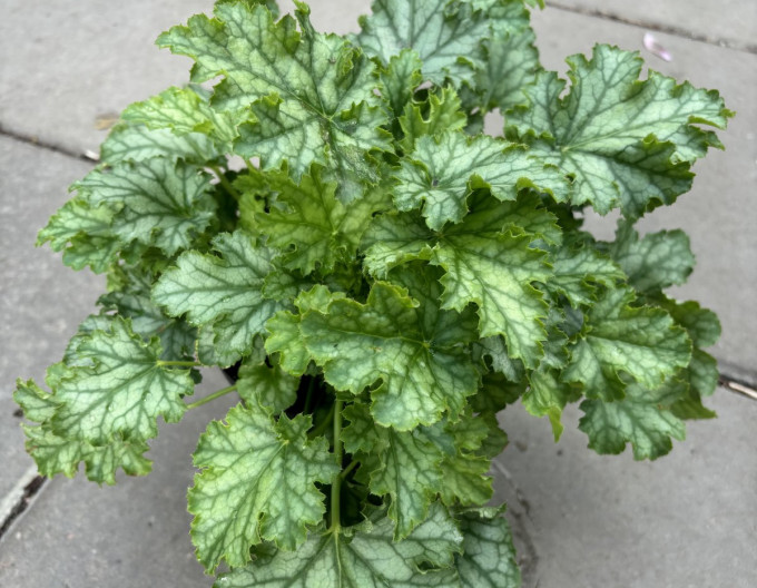 Heuchera Lime Swizzle