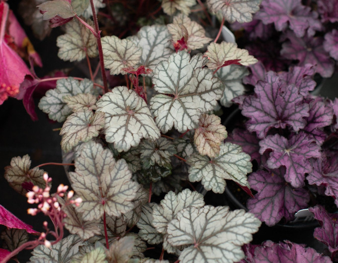 Heuchera ´Glitter´