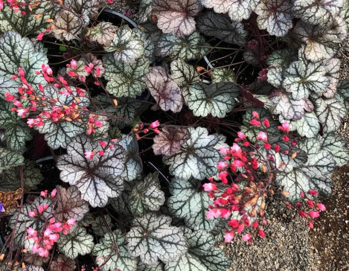 Heuchera ´Glitter´
