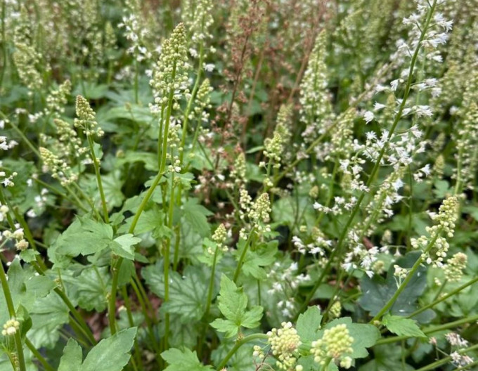Heucherella ´Diamond Revolution´