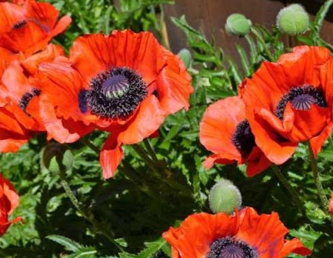 Papaver Beauty of Livermere