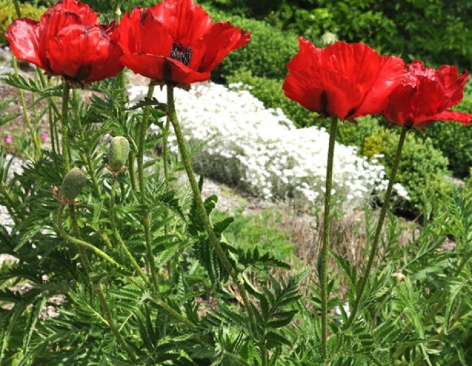 Papaver Beauty of Livermere
