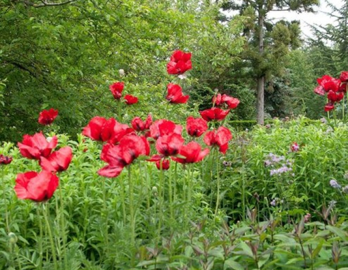 Papaver Beauty of Livermere