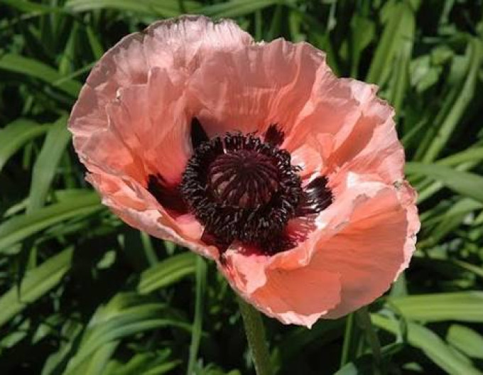 Papaver  Princess Victoria Louise