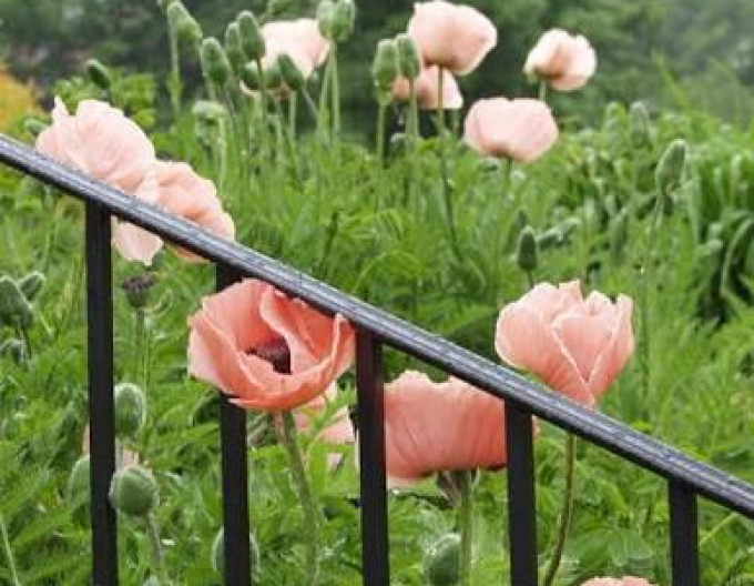Papaver  Princess Victoria Louise