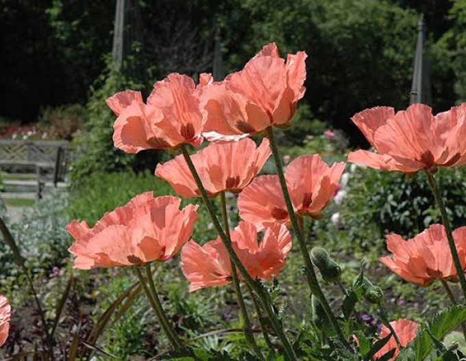 Papaver  Princess Victoria Louise
