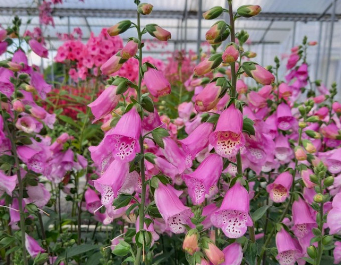 Digitalis purpurea ´Pink Panther´