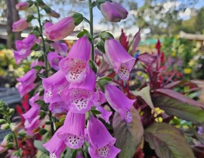 Digitalis purpurea ´Pink Panther´