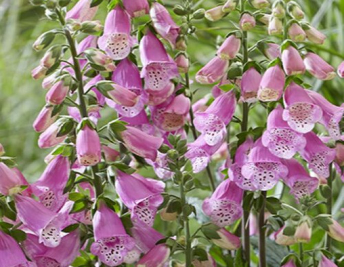 Digitalis purpurea ´Pink Panther´