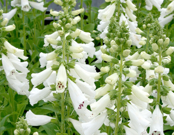 Digitalis purpurea ´Alba´