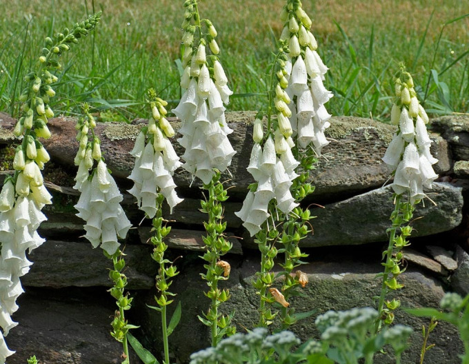 Digitalis purpurea ´Alba´