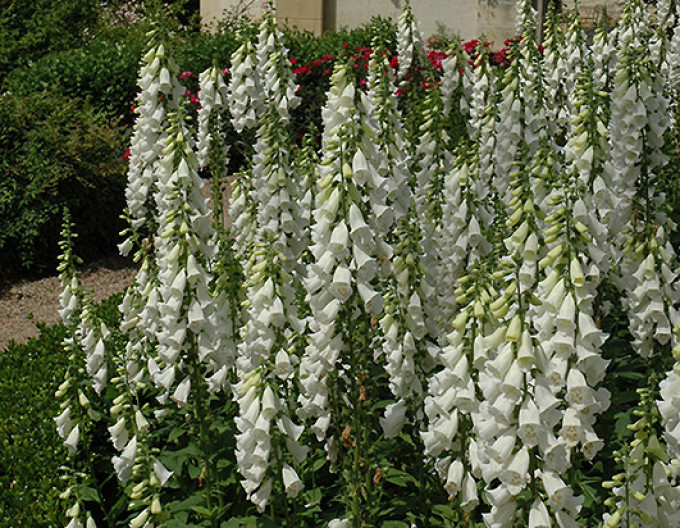 Digitalis purpurea ´Alba´
