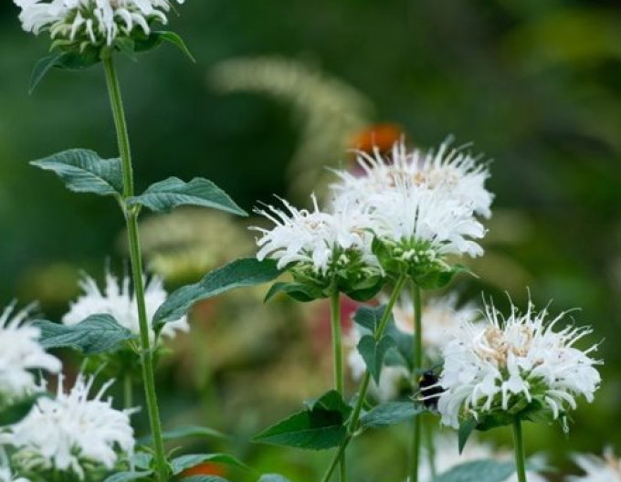 Monarda ´Bee-Bright´