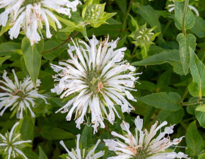 Monarda ´Bee-Bright´