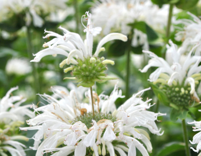 Monarda ´Bee-Bright´